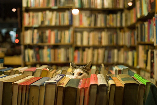 Cats and Cookies – Why to Buy at Indie Bookstores